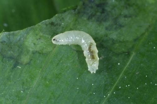 Réf. 283 274 : Parallelomma sp.